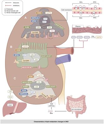 Lipid metabolism disorder in diabetic kidney disease